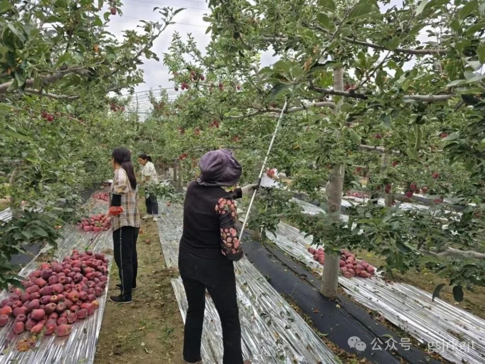 金控天水擔(dān)?！扒墒┓省?助力花牛產(chǎn)業(yè)“結(jié)碩果”